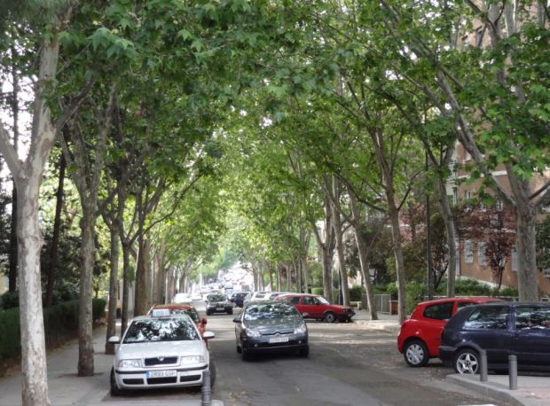 Calle Conde de Cartagena, en Madrid. Plátanos en lugar de árboles tropicales, aunque también una buena cubierta vegetal, y menos piedra en las superficies