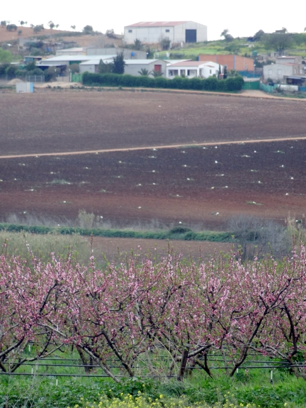 En algún lugar al oeste de España: bajo los frutales en flor del pie de imagen se ven los tubos del gota a gota.